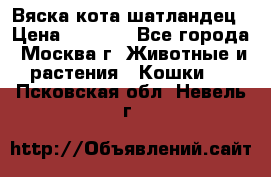 Вяска кота шатландец › Цена ­ 1 000 - Все города, Москва г. Животные и растения » Кошки   . Псковская обл.,Невель г.